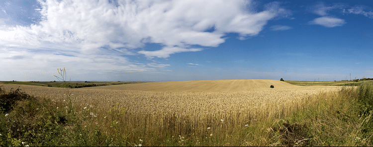 Wheat Fields, Ukraine